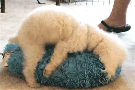 dog hump gif